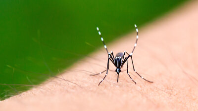 ASS Aristo 100 Mg Magensaftresistente Tabletten Beipackzettel Apotheken Umschau