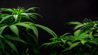 Let it grow? Privater Cannabis-Anbau könnte bald in gewissem Rahmen legal sein.