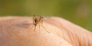 Übertragung per Mückenstich: Zehn Menschen haben sich bis November 2022 in Deutschland mit dem West-Nil-Virus infiziert. 