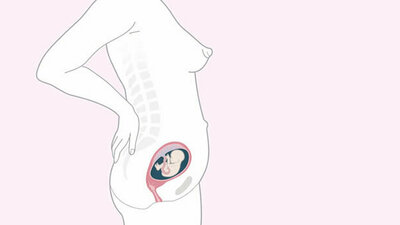 Schwangerschaftskalender SSW 19