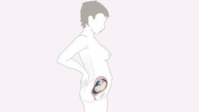 Schwangerschaftskalender SSW 24