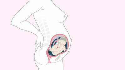 Schwangerschaftskalender SSW 29, 7. Monat