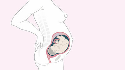 Schwangerschaftskalender SSW 30