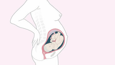Schwangerschaftskalender SSW 31