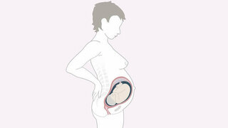 Schwangerschaftskalender SSW 32