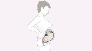 Schwangerschaftskalender SSW 36