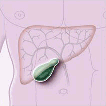 Drüsenorgane