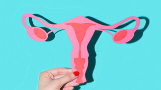 Illustration: weibliches Geschlechtsorgan mit Eierstöcke und Gebärmutter 
