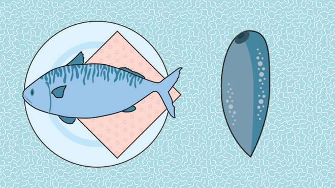 Infografik Fisch Saugwurm