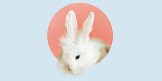Umtriebige Nager: Kaninchen sind Kolonietiere und haben einen starken Bewegungsdrang.