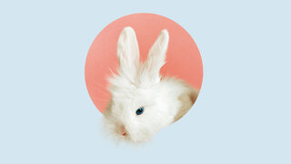 Süße Nager: Bei der Haltung von Kaninchen gibt es einiges zu beachten.