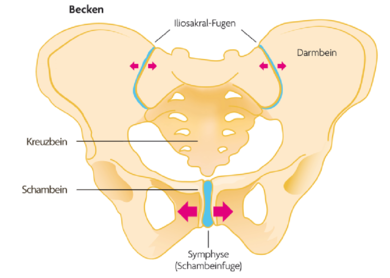 Zu locker: Die Ilio­sakralfugen und die Sym­physe halten die Beckenhälften zusammen. In der Schwanger­schaft weiten sich diese Verbindungen. Ist die Lockerung zu stark, bereitet das heftige Schmerzen (zum Vergrößern der Grafik auf Lupe klicken)