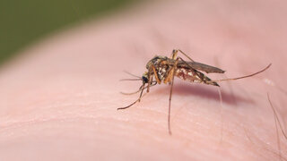 Moskitos können Malaria übertragen