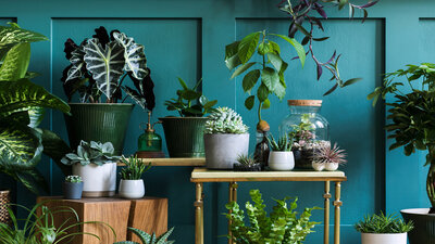Zimmerpflanzen erhöhen nicht nur die Luftfeuchtigkeit in Innenräumen, sondern haben daneben auch einen beruhigenden Effekt. 