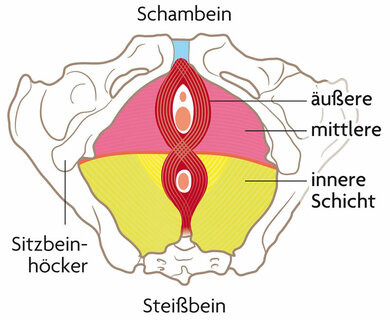 Schematische Darstellung des Beckenbodens