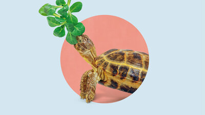 Gemächliche Urzeit-Tiere: Schildkröten können bis zu 60 Jahre alt werden. Bei der Ernährung ist auf eine pflanzliche Kost zu achten. 