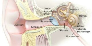 Schematische Darstellung des Ohres