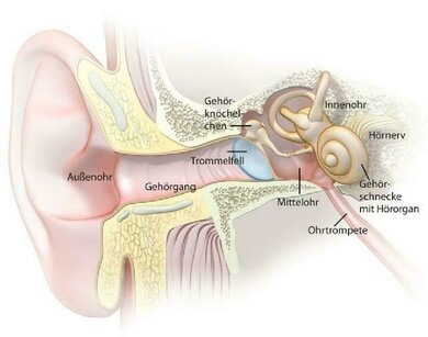 Die Grafik zeigt, wie das Ohr anatomisch aufgebaut ist