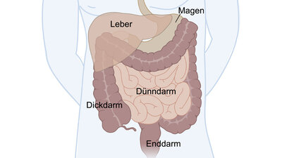 Anatomie des Darms Schematische Darstellung