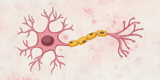 Nervenzellen im Gehirn