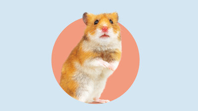 Flauschig, aber dennoch keine Kuscheltiere: Hamster sind vor allem nachts aktiv.