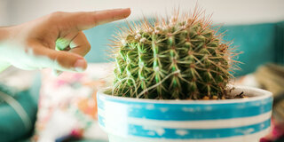 Ein Finger sticht sich an einem Kaktus