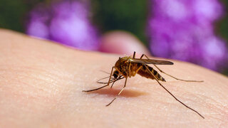 Eine Mücke sitzt auf der Haut und saugt Blut.