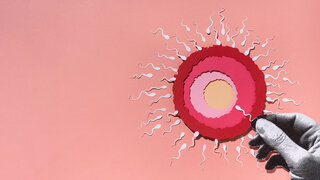Spermium trifft Ei: Zyklustracking kann dabei helfen, das fruchtbare Zeitfenster zu bestimmen.