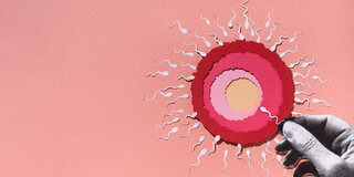 Spermium trifft Ei: Zyklustracking kann dabei helfen, das fruchtbare Zeitfenster zu bestimmen.