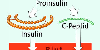 C-Peptid Pro-Insulin (Schematische Darstellung)