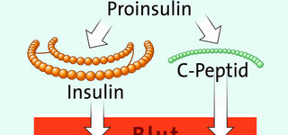 C-Peptid Pro-Insulin (Schematische Darstellung)