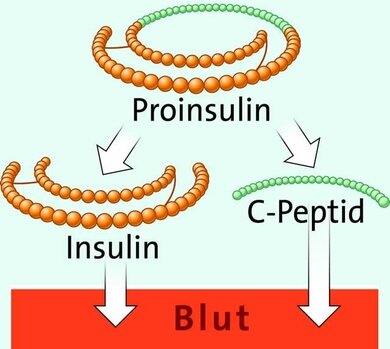 Proinsulin wird in der Bauchspeicheldrüse in Insulin und C-Peptid aufgespalten.