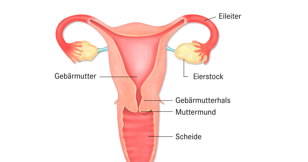 In der Gebärmutter wächst während einer Schwangerschaft der Embryo beziehun...