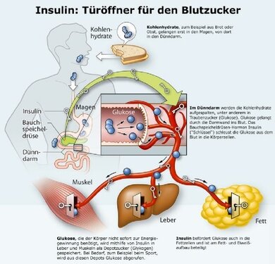 Insulin, Türöffner für den Blutzucker