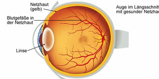 Längsschnitt durchs Auge (Schematische Darstellung)