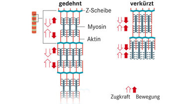 Die Myosinköpfchen kippen ab und schieben Aktin und Myosin quasi ineinander - der Muskel verkürzt sich