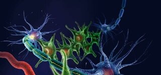 Nervenzellen im Gehirn 