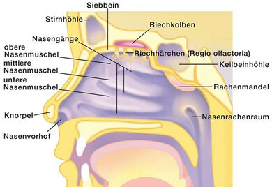 Die Anatomie der Nase im Längschnitt
