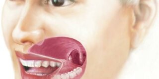 Mund mit Lippen Schematische Darstellung
