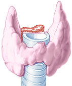 Schilddrüse vor der Luftröhre, weiter hinten die Speiseröhre