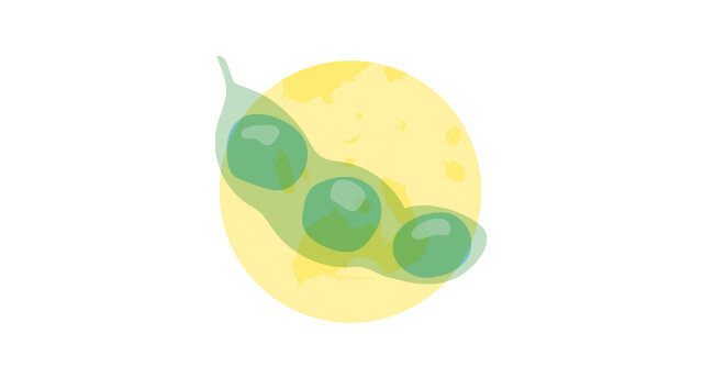 Illustration Hülsenfrucht