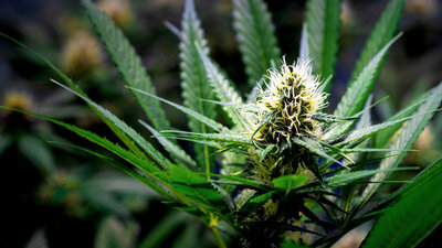 Nahaufnahme einer blühenden Marihuana-Pflanze