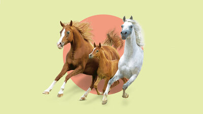 Pferde werden schon seit langer Zeit von Menschen gehalten. Sie genießen eine innige, vertrauensvolle Beziehung zu ihren Haltern.