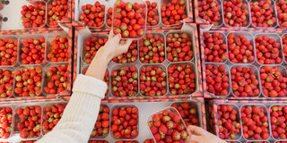 Frische Erdbeeren aus der Region gibt es derzeit noch nicht. Dafür rote Früchte, die aus fernen Ländern zu nach Deutschland importiert werden und nicht bedenkenlos verzehrt werden sollten.