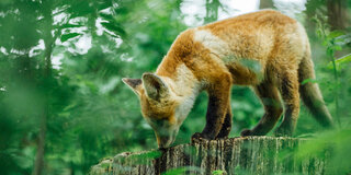 Der Fuchs ist der wichtigste Endwirt des Fuchsbandwurmes. Über seinen Kot kann der Parasit Menschen befallen.