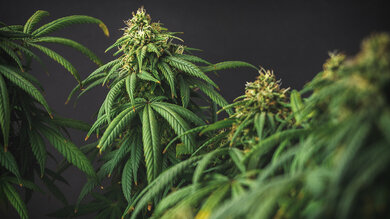 Hanfpflanze mit Blütenknospen, gezüchtet für die Gewinnung von medizinischem Marihuana