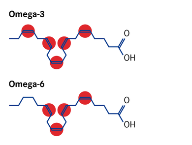 Omega-3 Fettäuren haben die erste Doppelbindung am dritten Kohlenstoffatom, Omega-6 erst am sechsten.