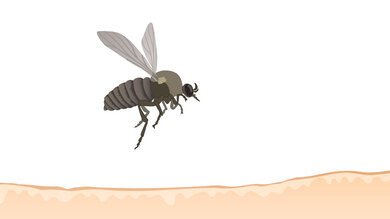 Kriebelmücken sehen Fliegen ähnlich, können aber unsere Haut aufbeißen.