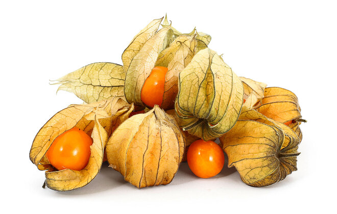 Physalis