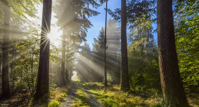 Ein Waldspaziergang hilft, Energie zu tanken.
